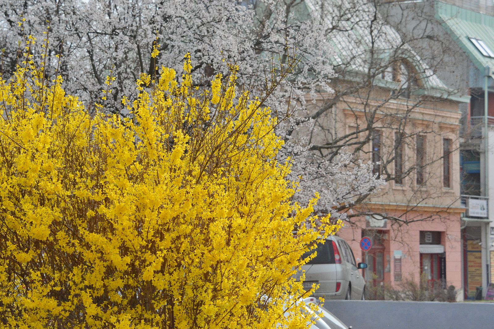 Kora tavaszi virágzó fák és bokrok Székesfehérváron